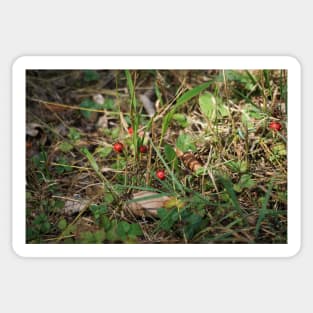 Wild Strawberries Sticker